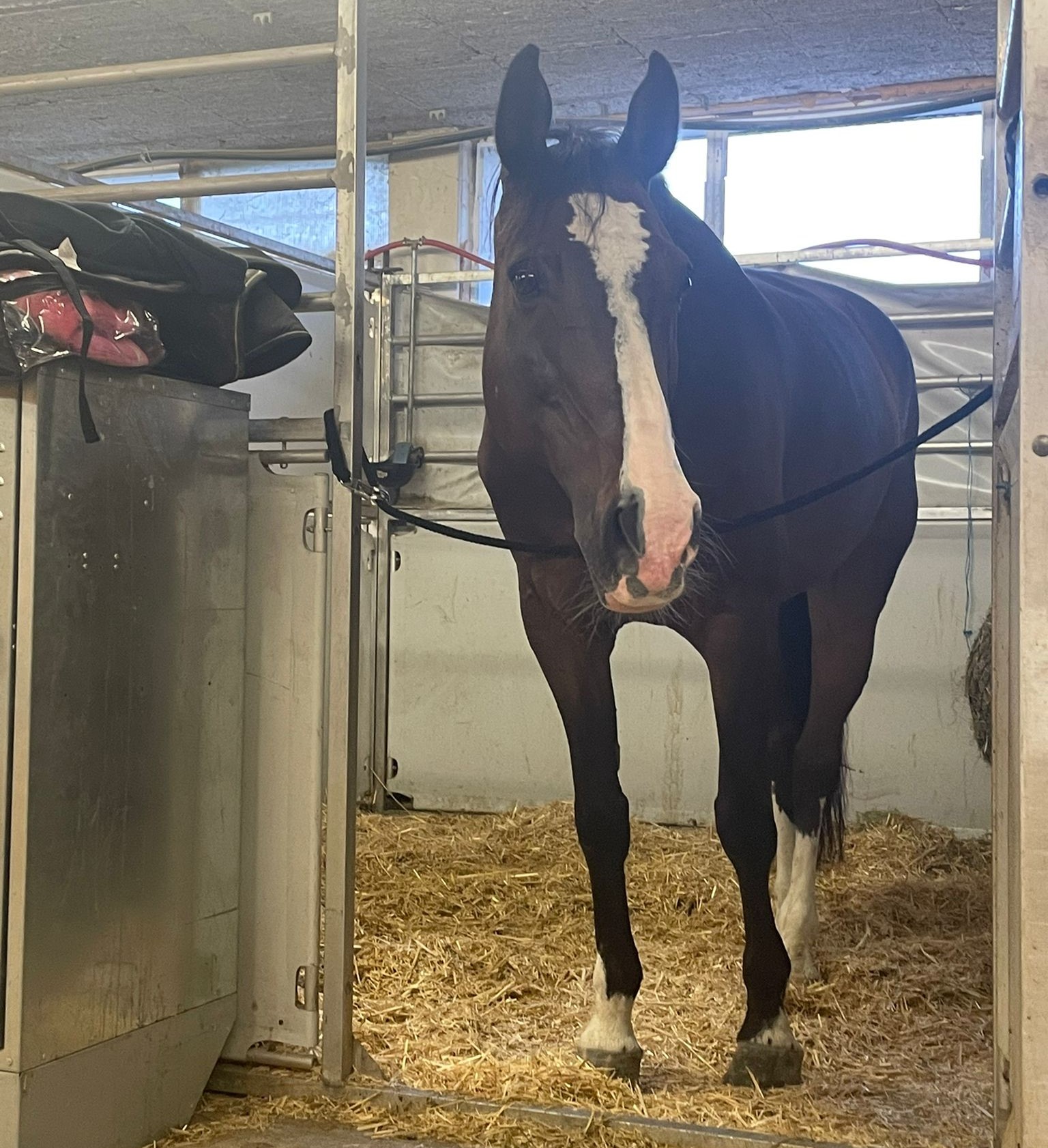 Keksi schaut sehnsüchtig